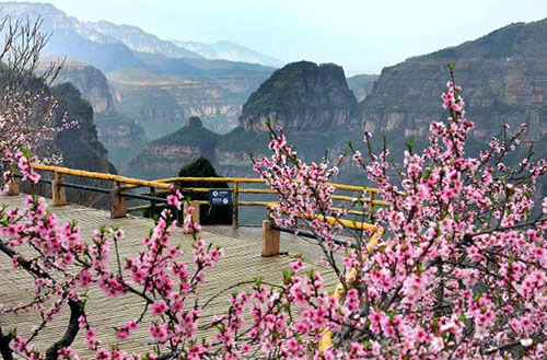 春日赏花季，踏青正当时！林州太行大峡谷欢迎您~